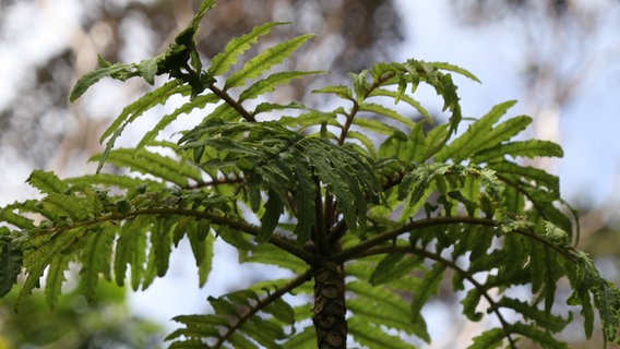 Blätter einer Cyanea-Pflanze. © ARD Foto: Christine Schacht