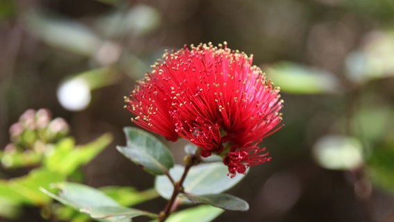 Rote Blüte des Ohia-Baums. © ARD Foto: Christine Schacht