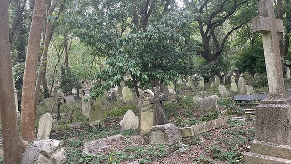 Grabsteine, von vielen Pflanzen umwachsen, auf dem Highgate Cemetery, London. © ARD Foto: Anouk Schollähn