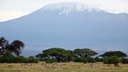 Impalas vor dem Kilimandscharo © ARD Foto: Kai von Tettenborn