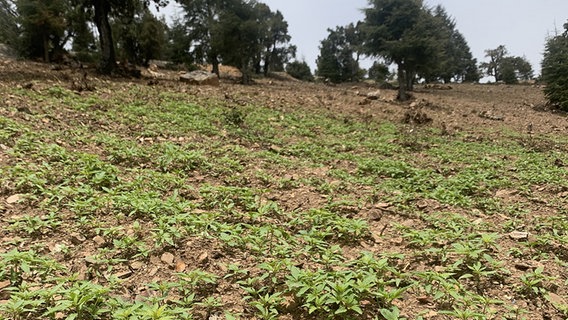 Cannabis-Anbau auf einem Hügel in Marokko. © ARD Foto: Dunja Sadaqi