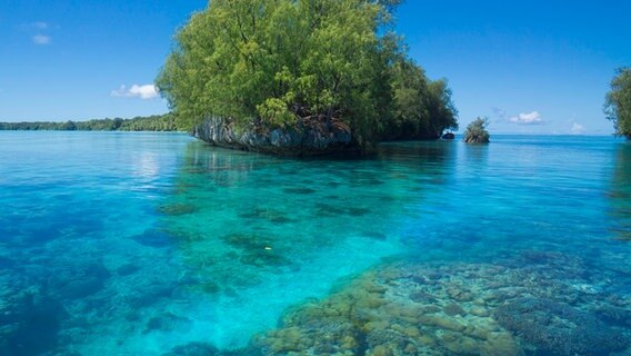 Flaches, sehr blaues Wasser mit Korallen, dahinter eine buschige Mini-Insel. © picture alliance Foto: J.W. Alker