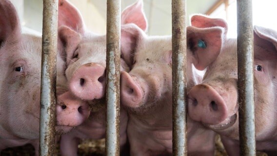 Schweine im Stall. © picture alliance/dpa/Marijan Murat Foto: Marijan Murat