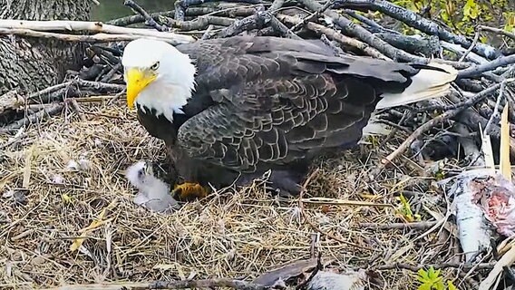 Ein Weisskopfseeadler auf dem Nest. © American Eagle Foundation 