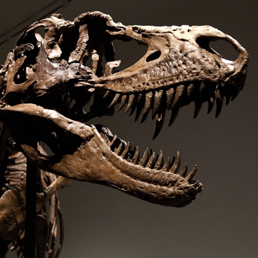 Das Skelett eines Dinosauriers © IMAGO / UPI Photo 