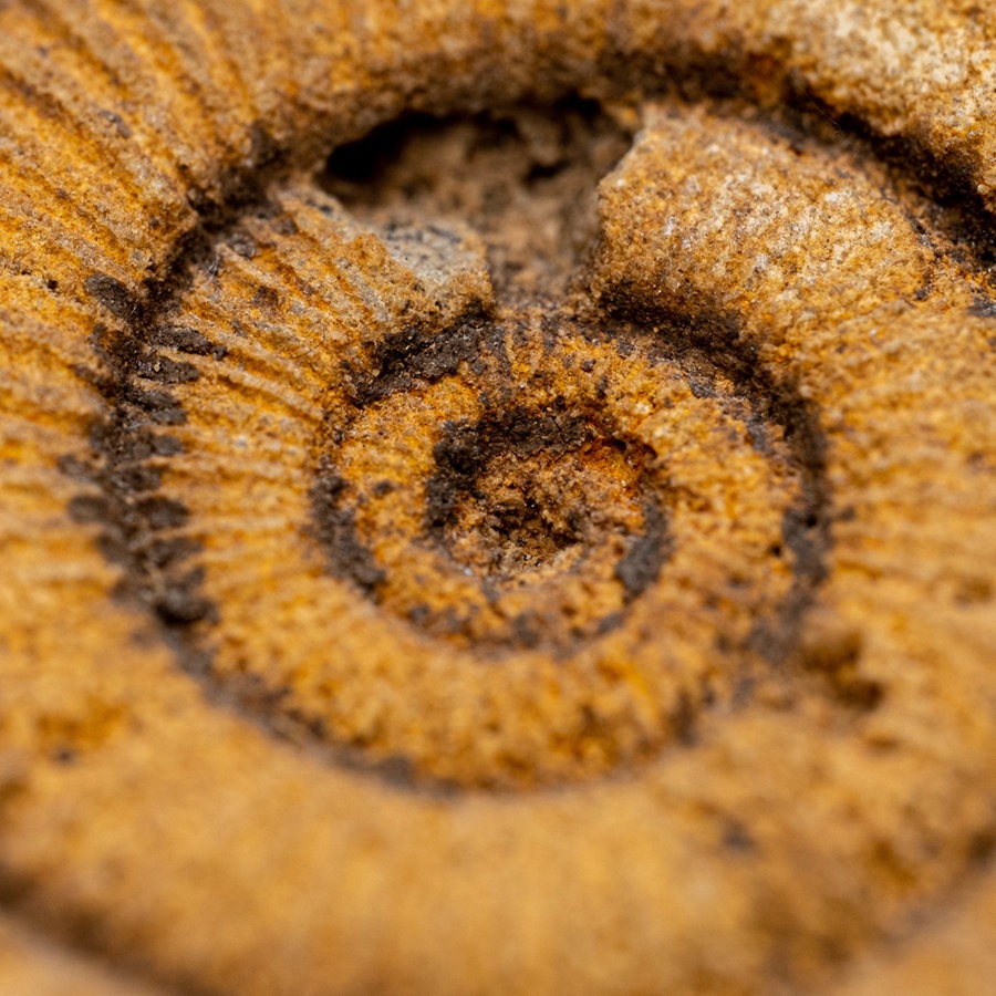 Fossilie Schnecke in Nahaufnahme © IMAGO / Panthermedia 
