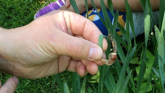 Im Garten hält ein Erwachsener einen Marienkäfer auf einem Blatt in der Hand. © NDR 