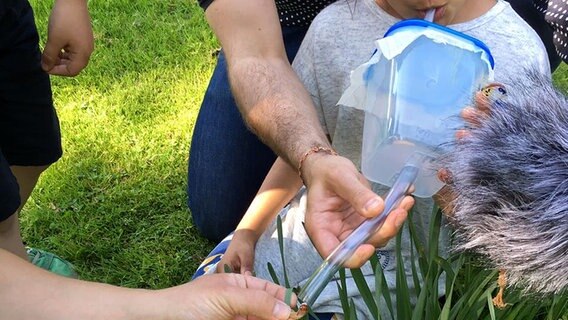 Im Garten macht ein Mädchen mit Hilfe einer Plastikschüssel und eines Erwachsenen einen Versuch mit einem Marienkäfer. © NDR 