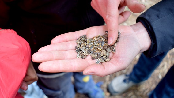 In einer Hand liegen Samen für Grünpflanzen. © NDR Foto: Ines Hielscher