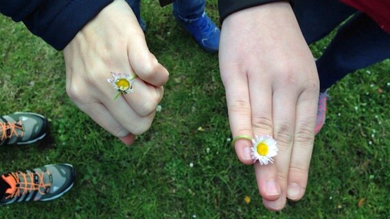 Kinderhände mit Ringen aus Gänseblümchen um die Finger. © NDR Foto: Beke Schulmann