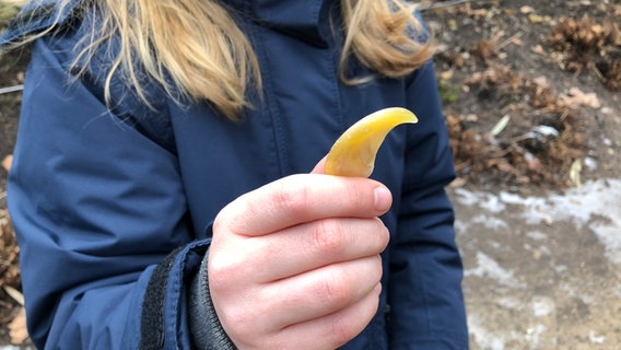 Ein Kind hält eine Löwenkralle in der Hand. © NDR Foto: Nina Rodenberg