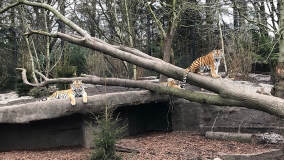 Tiger in einem Gehege. © NDR Foto: Nina Rodenberg