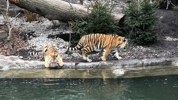 Tiger gehen druch ein Gehege. © NDR Foto: Nina Rodenberg