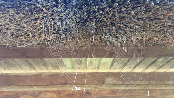 Ein Radspinnennetz an einem Strohdach. © NDR Foto: Ines Hielscher