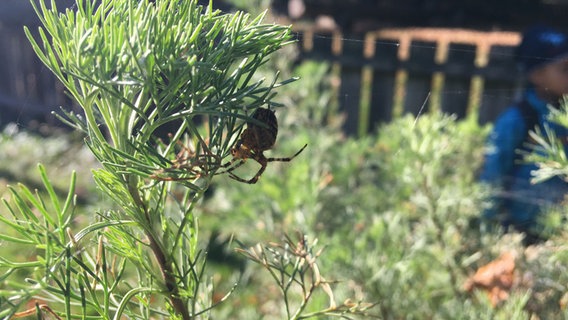 Eine Spinne an einer Pflanze © NDR Foto: Ines Hielscher