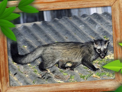 Waschbär kacke