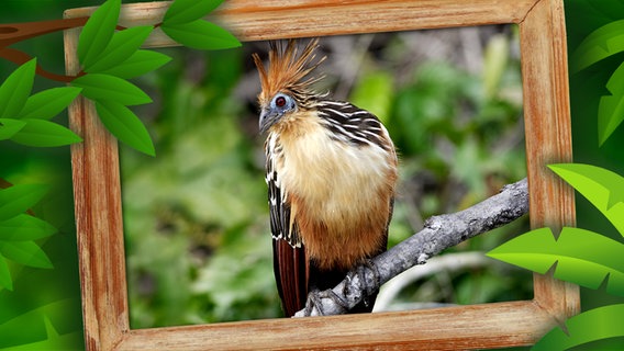 Hoatzin sitzt auf einem Ast. © fotolia, picture alliance / WILDLIFE Foto: Jakub Krechowicz, matamu