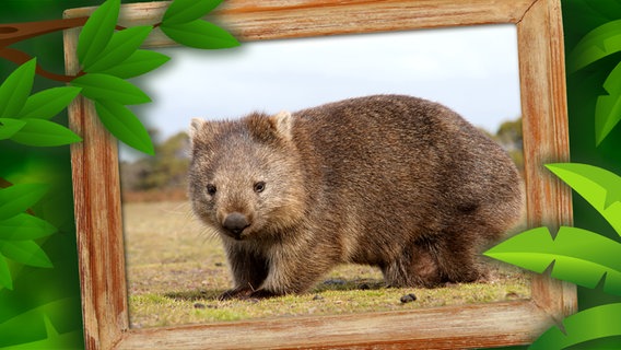 Wombat © fotolia Foto: Jakub Krechowicz, matamu, Marco Tomasini