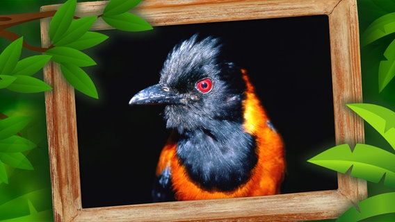 Vogel Pitohui © fotolia,picture-alliance / OKAPIA KG Foto: Jakub Krechowicz, matamu,Michael Moore