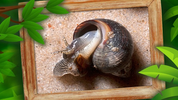 Strandschnecke © fotolia, picture alliance / WILDLIFE Foto: Jakub Krechowicz, matamu, WILDLIFE/D.Harms