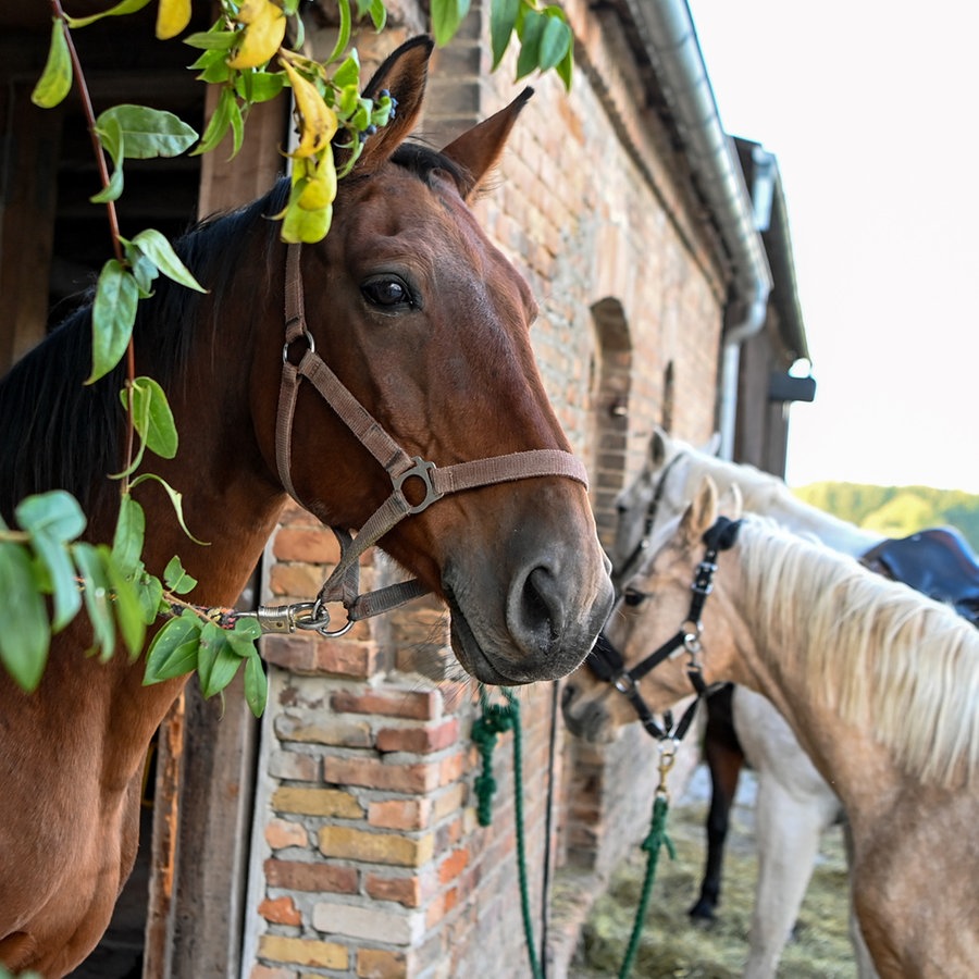 Auf einem Pferdehof stehen mehrere Pferde im und vor einem Stall. © dpa-Zentralbild Foto: Jens Kalaene