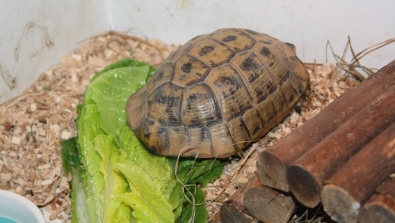 Eine Schildkröte isst Salat. © NDR Mikado Foto: Fatma Sahin