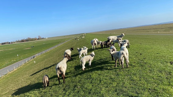 Mehrere Schafe und Lämmer stehen bei blauem Himmel auf einem grünen Deich. © Dörte Cochelin 