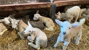 Mehrere Lämmer liegen und stehen in einem Schafstall. © Dörte Cochelin 