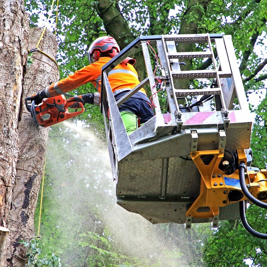 Eine Person sägt an einem Baum © IMAGO / Gottfried Czepluch 