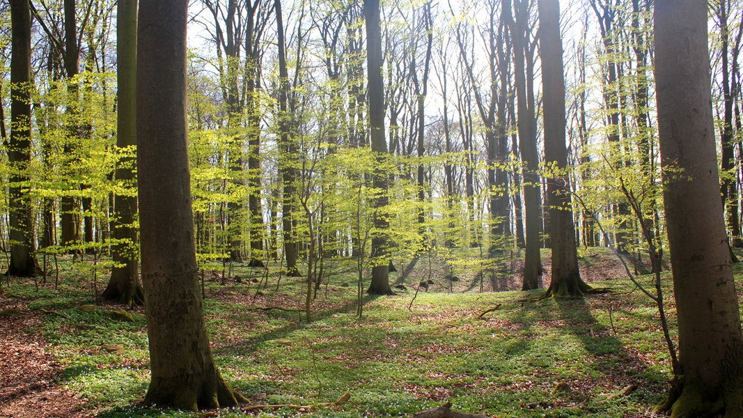 Wald der Zukunft: Experten erforschen Buchensterben in Feldberg