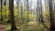 Ein lichter Buchenwald in Mecklenburg - die sogenannten Heiligen Hallen © NDR Foto: Kayda