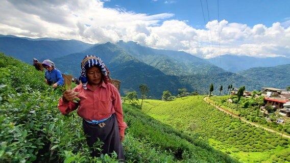 Zwei Frauen ernten Darjeeling-Tee auf einem Berg, im Hintergrund das grüne Tal im Sonnenlicht © NDR Foto: Samuel Jackisch