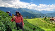 Zwei Frauen ernten Darjeeling-Tee auf einem Berg, im Hintergrund das grüne Tal im Sonnenlicht © NDR Foto: Samuel Jackisch