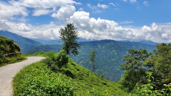 Ein Weg führt vorbei an Tee-Plantagen in Darjeeling, Indien © NDR Foto: Samuel Jackisch