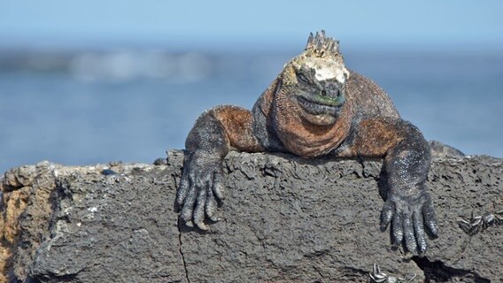 Eine Iguana (Meeresechse) sonnt sich auf einem Felsen © NDR Foto: Solange Molina de Becker