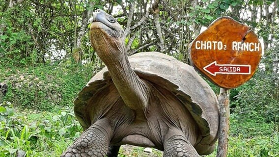 Eine Riesen-Schildkröte der Galápagos-Inseln neben einem roten Schild © NDR Foto: Solange Molina de Becker