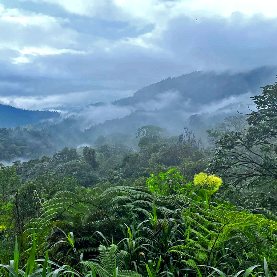 Grüner Farn, Bäume in einem Urwaldtal in Ecuador © NDR Foto: Weydt, Elisabeth