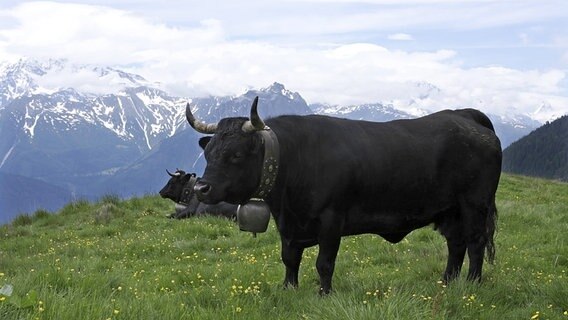 Eringer Kühe stehen bzw.liegen auf einer Bergweide © imago stock&people 