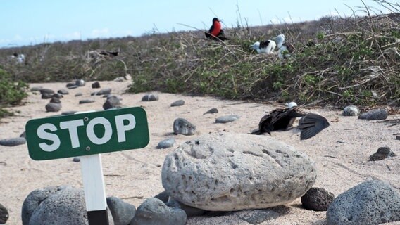 Blaufußtölpel mit Schild auf den Galapagos-Inseln © NDR Foto: Michael Marek