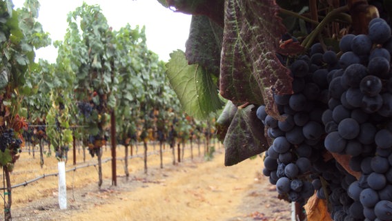 Weinreben in einer dunklen Sorte in einem Weingut in Kalifornien © NDR Foto: Guido Meyer / Peter Kuttler