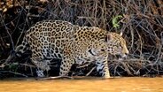 Ein Jaguar steigt in den Amazonas in Brasilien © picture alliance / Zoonar | Gianluca Scalera Foto: Gianluca Scalera