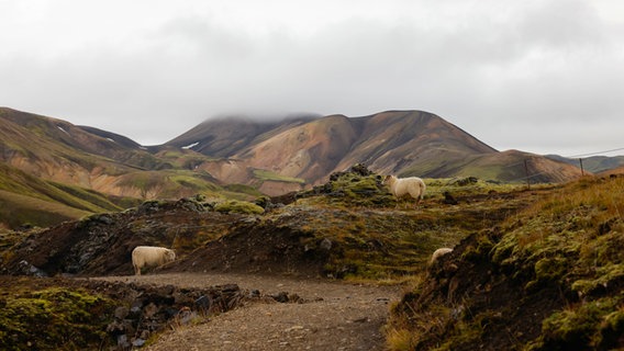Einzelne Schafe stehen in einer vulkanischen Landschaft, dahinter sind wolkenverhangene Hügel zu erkennen - ein Wanderweg in Island © NDR Foto: Merle Schaack und Michael Richmann