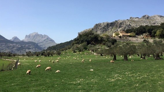 Schafe grasen auf einer Hochweide in der Serra de Tramuntana © NDR Foto: Daniel Sprenger
