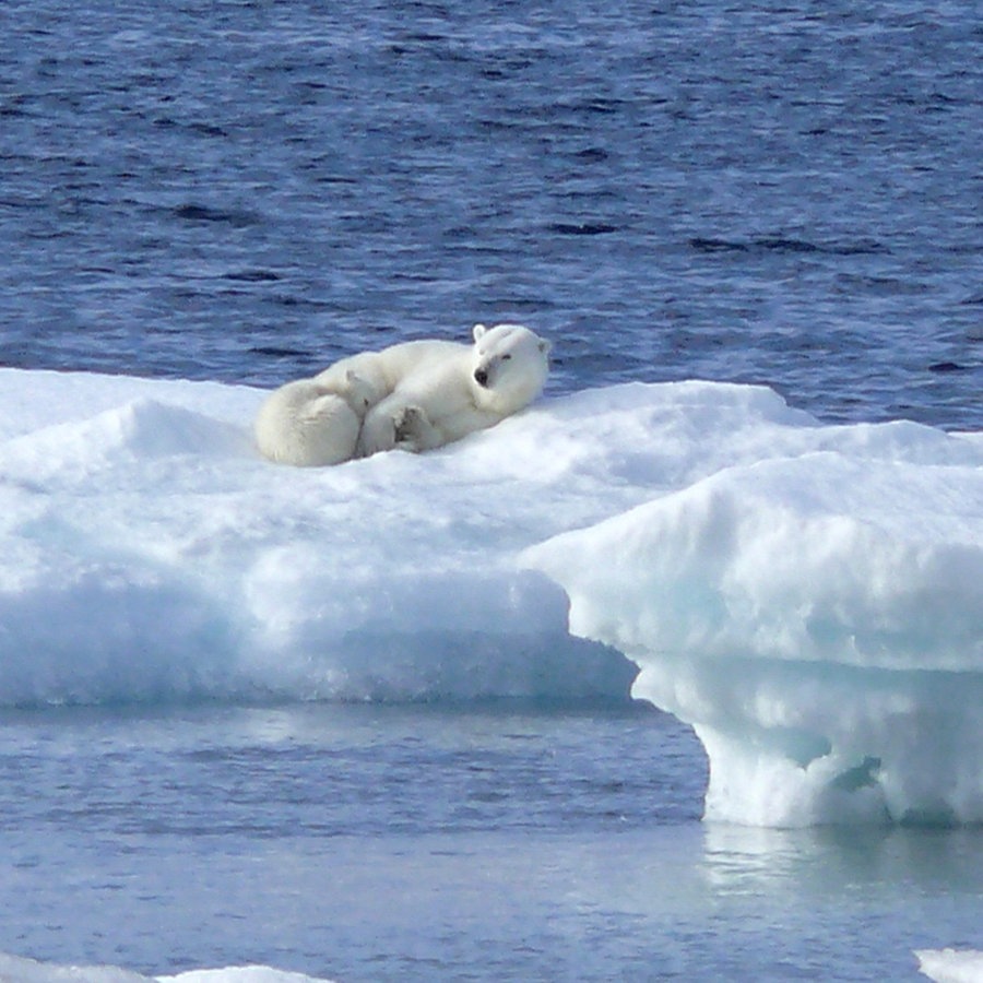 Eisbären auf schwimmendem Eis in der Arktis © NDR Foto: Sven Weniger