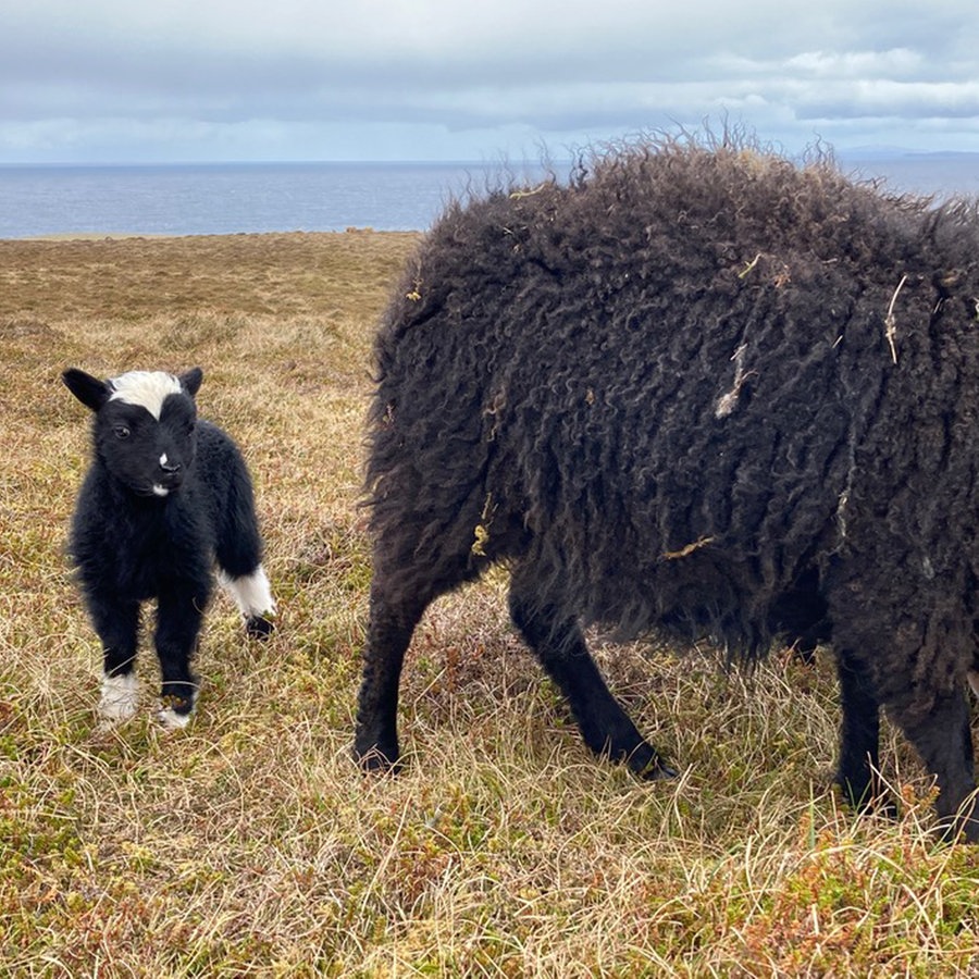 ein Lamm steht neben anderen Schafen der der Shetlandinseln © NDR Foto: Dorothea Brummerloh