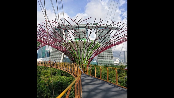 Ein "Stahlbaum" oder Supertree in Singapur im Gardens by the Bay sind bis 50 meter Hohe Superbäume, die Regenwasser sammeln und Solarenergie generieren © NDR Foto: Michael Marek