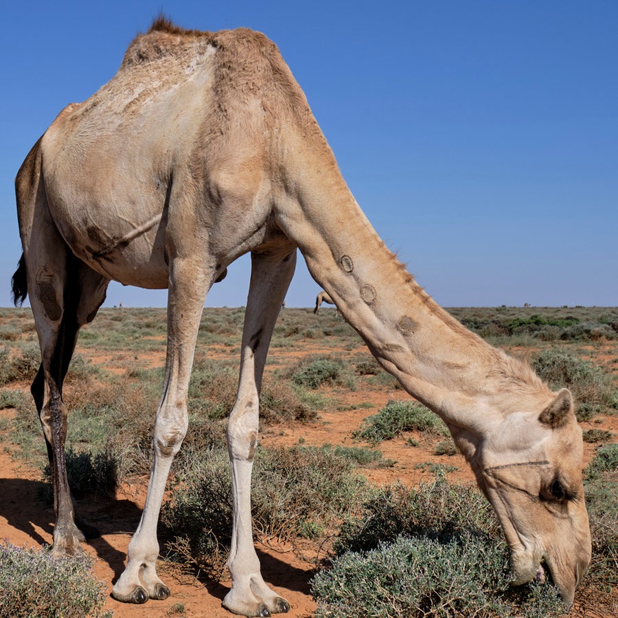 Ein Kamel futtert Gras in der Steppe von Somaliland © NDR / Florian Guckelsberger Foto: Florian Guckelsberger