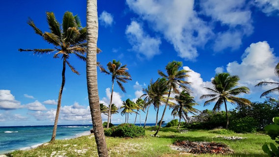 Die kleine Insel Petit Tabac mit Palmen bei windigem Wetter und Wolken in der Karibik © NDR Foto: Till Lehmann
