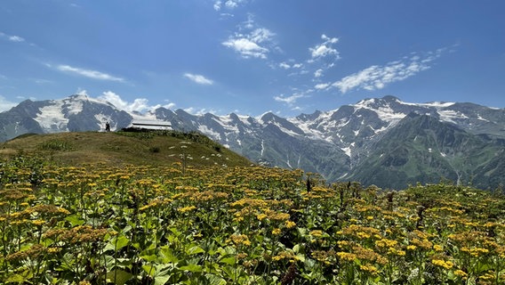 Eine blühende Bergwiese in Swanetien © NDR Foto: Tatjana Montik