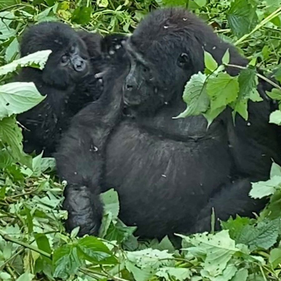 Gorillas hocken eng aneinander in einem grünen Busch in Uganda © NDR Foto: Simon Berninger